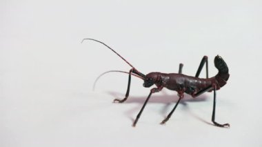 Autolyca Herculeana 'lı yetişkin bir kadının stüdyo fotoğrafı. Beyaz arka planda, Honduras, Orta Amerika 'dan gelen bir baston böceği. Boşluğu kopyala