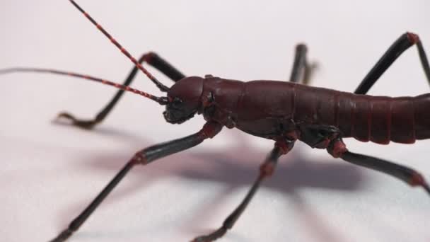 Primer Plano Extremo Una Hembra Adulta Autolyca Herculeana Insecto Palo — Vídeos de Stock