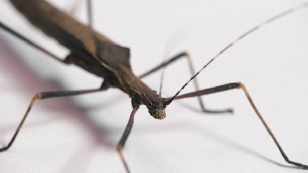 Estudio Una Mujer Adulta Pseudophasma Fulvum Tropical Stick Bug Walking — Vídeos de Stock