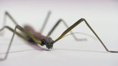 Nuichua rabaeyae 'nin yetişkin bir dişisinin makro çekimi. Tropikal sopa çekirgesi, Vietnam, Asya 'dan gelen baston, beyaz arka planda. Boşluğu kopyala