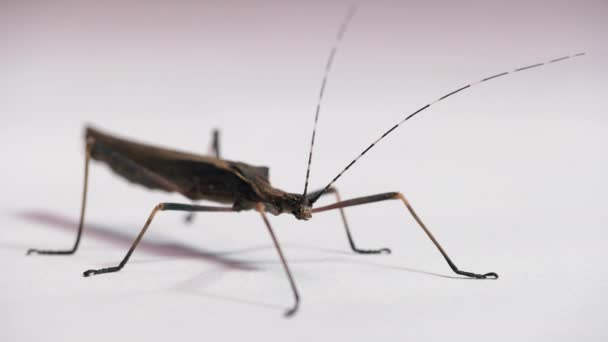 Estudio Una Mujer Adulta Pseudophasma Fulvum Insecto Palo Tropical Bastón — Vídeos de Stock