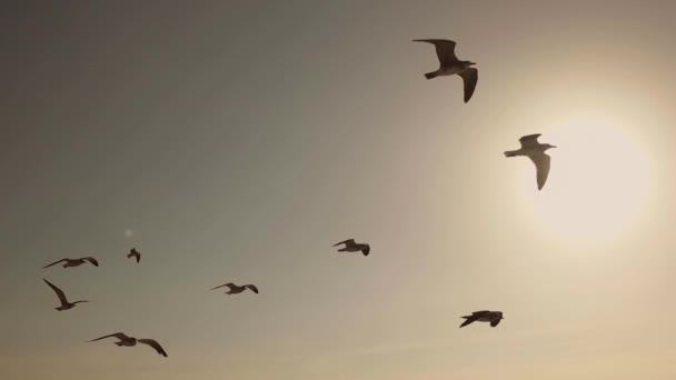 Seagulls And Birds Flying In Sky — Stock Video