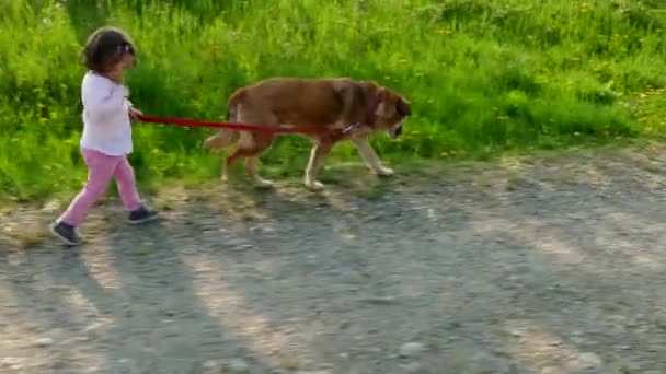 Glad liten tjej att ha kul gångavstånd hund husdjur på landsbygden — Stockvideo