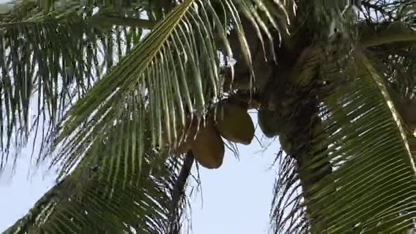 Wyspy San Blas Panama Ameryka Środkowa-7 — Wideo stockowe