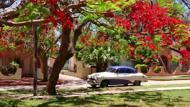 Старий Кубинський автомобілів припаркованих під деревом на Кубі Варадеро — стокове відео