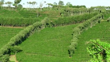Kahve Plantation ekimi tarım tarım alanı tepelerde Kosta Rika