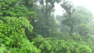 Kosta Rika Monteverde bulut orman orman doğa Rainforest gökyüzü tramvay