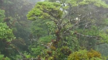 Orman yağmur ormanları orman gölgelik ağaçlar Monteverde Milli Parkı Kosta Rika
