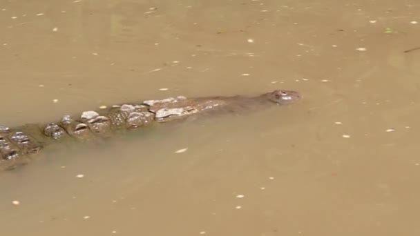 Spitssnuitkrokodil dierlijke Reptile zwemmen In Costa Rica rivierwater — Stockvideo