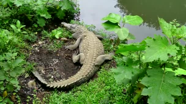 Cocodrilo Animal Salvaje Reptil Vida Silvestre En Jardines Zoológicos Costa Rica — Vídeo de stock