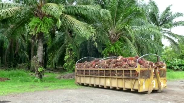 Пальмы пальмы плантации для производства нефти Коста-Рике — стоковое видео