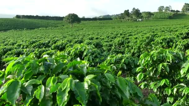 Plantation Cultivation Agriculture Farming Coffee Plants Field In Costa Rica