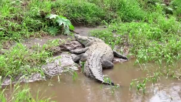 Viltlevende ville dyr Reptil amerikansk krokodille som sover i Costa Rica – stockvideo