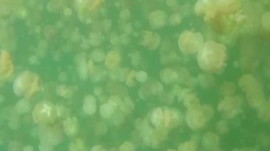 Pasifik Okyanusu Palau Adası Mikronezya Denizanası Gölü Jellies In Water