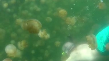 Denizanası Lake Palau Mikronezya Pasifik Okyanusu'nda Şnorkel Turist Yüzme