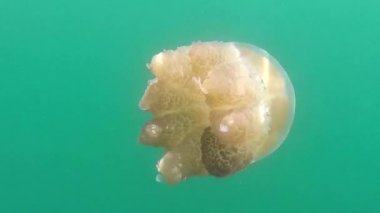 Palau Adası Denizanası Gölü Jellies Su Hayvanları Yüzme