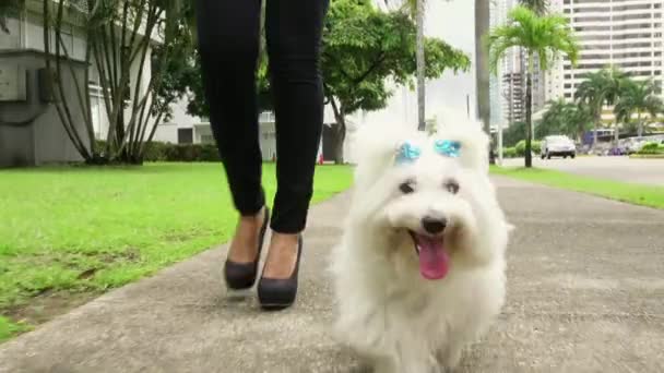 Mujer caminando con poco perro — Vídeo de stock