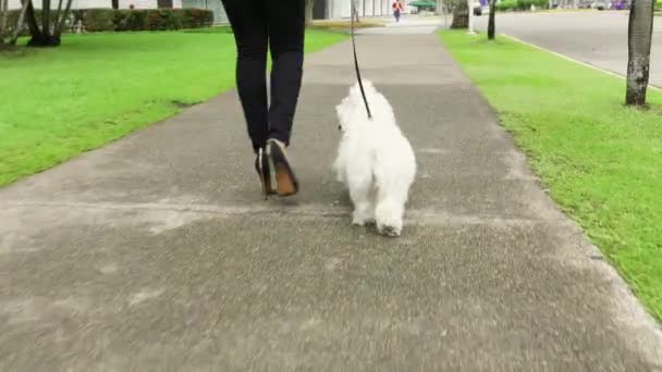 Kvinnan promenader med liten hund — Stockvideo