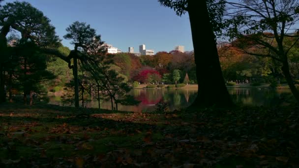 Осенние деревья листья Rikugien сад Пейзаж Токио Япония Азия — стоковое видео