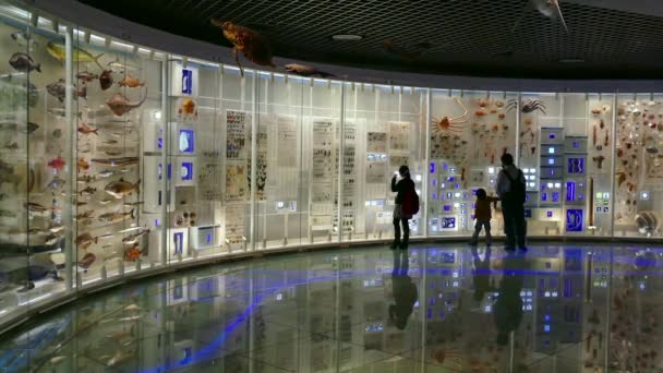 İnsanlar ziyaretçi ziyaret Doğal Tarih Bilim Müzesi sergi Tokyo Japonya — Stok video