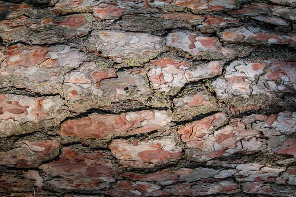 Textura Corteza Pino Viejo Patrón Cedro Macro Naturaleza Marrón Piel — Foto de Stock