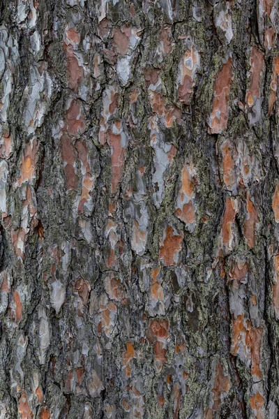 褐色树皮质感老松树树皮特写 森林刺的老皮肤宏观 庞德罗萨木纹理材料 抽象棕色图案 常绿植物 垂直生锈 — 图库照片