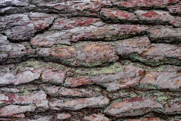松树树皮背景 红色细针纹理特写 庞德罗萨木接近宏观 老雪松皮 抽象木纹 细密的纹理粗糙的自然表面 横向木材 — 图库照片