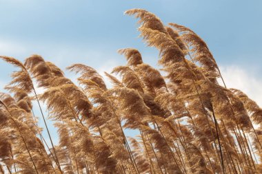 Altın sarısı otlar yakın plan, nötr doku. Doğal bej kamış, Cortaderia bitkisi. Kuru selloana kamışları, sonbahar manzarası. Doğal açık hava sahnesi. Botanik dekoratif güzellik