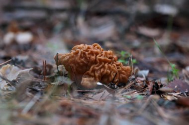 Gyromitra gigas, güzel gyromirtra esculenta mantarları büyümesi. Ormanda taze ve vahşi Nisan boğa burunlu mantar. Bahar Ormanı 'nda zehirli kar sahte morel. Doğal buzağı beyni mantarı.