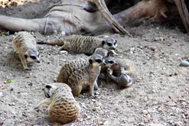 Çöl faresi. Suricata. Limasol Hayvanat Bahçesi. Kıbrıs.