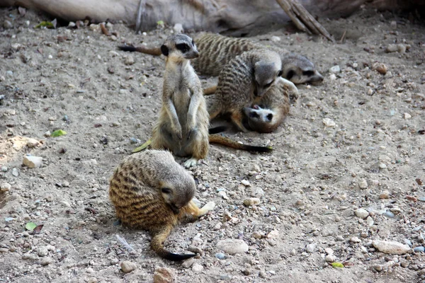 Meerkat. Suricata. Лімасол зоопарк. Кіпр. — стокове фото