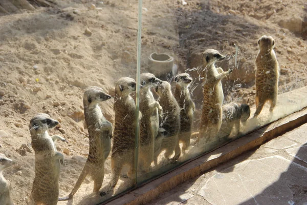 Meerkat. Suricata. Zoológico de Limassol. Chipre . — Fotografia de Stock