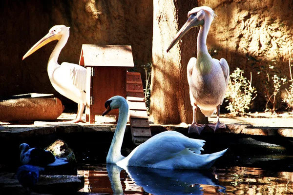 Pelecanus. Pelican. Limassol Zoo. Cyprus. — Stock Photo, Image