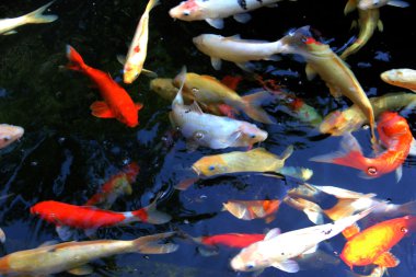 Koi. nishikigoi. Limasol Hayvanat Bahçesi. Kıbrıs.