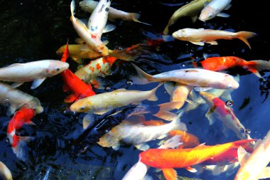 Koi. nishikigoi. Limasol Hayvanat Bahçesi. Kıbrıs.