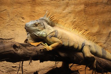 İguana. Limasol Hayvanat Bahçesi. Kıbrıs.