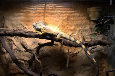 İguana. Limasol Hayvanat Bahçesi. Kıbrıs.