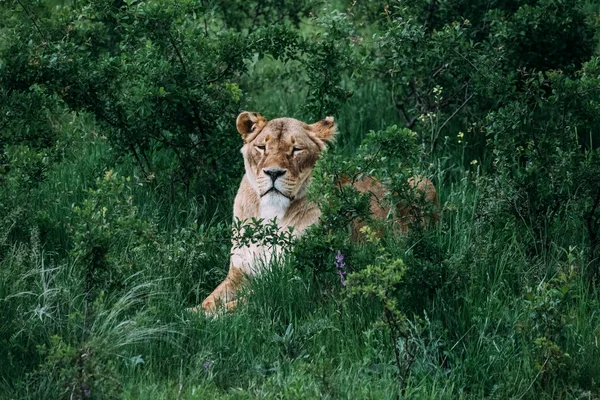 Leões bonitos em Savannah — Fotografia de Stock