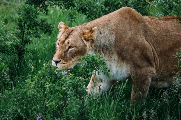 Gyönyörű oroszlánok szavanna — Stock Fotó
