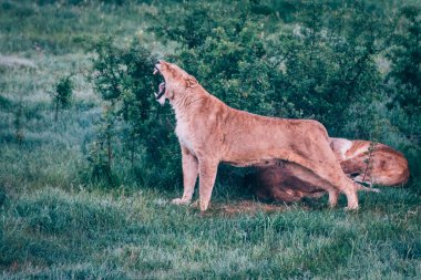 Savannah güzel aslanlar