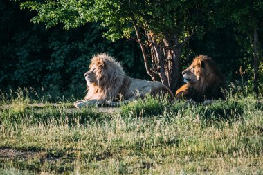 Savannah güzel aslanlar