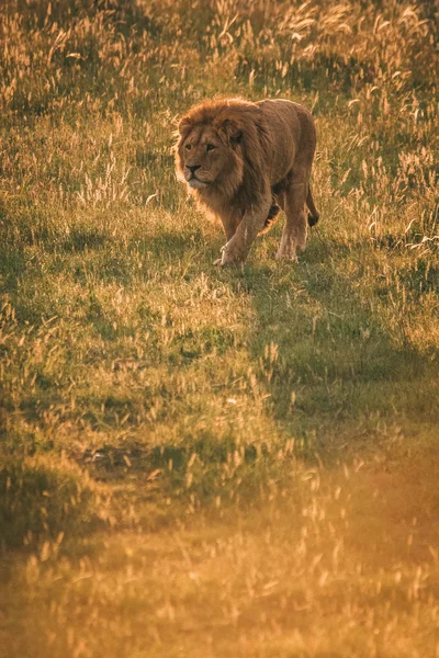 Hermosos Leones en Savannah — Foto de Stock