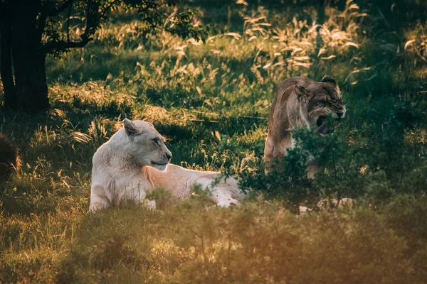 Leões bonitos em Savannah — Fotografia de Stock