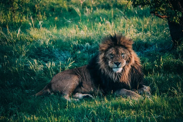 Bellissimi leoni a Savannah — Foto Stock