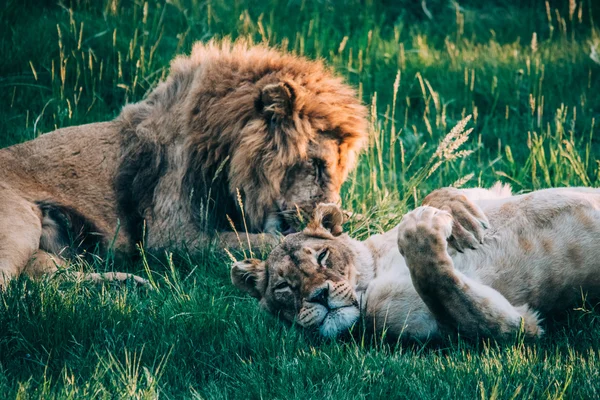 Leões bonitos em Savannah — Fotografia de Stock