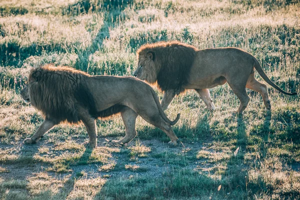 Leões bonitos em Savannah — Fotografia de Stock