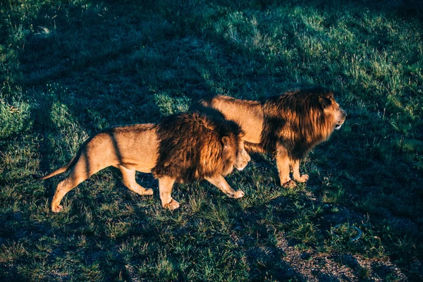 Bellissimi leoni a Savannah — Foto Stock