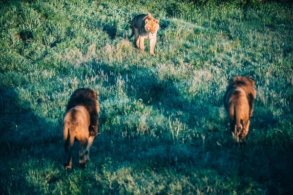 Beautiful Lions in Savannah — Stock Photo, Image