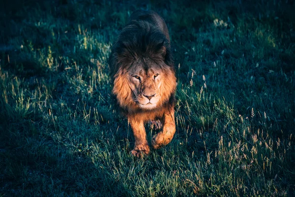 Hermosos Leones en Savannah — Foto de Stock