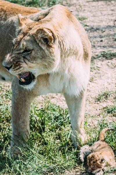 Leões bonitos em Savannah — Fotografia de Stock